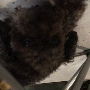 Meet your Posher, Brenda